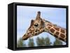 Reticulated Giraffe (Giraffa Camelopardalis Reticulata), Captive, Native to East Africa, Africa-Steve & Ann Toon-Framed Stretched Canvas