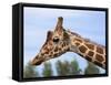 Reticulated Giraffe (Giraffa Camelopardalis Reticulata), Captive, Native to East Africa, Africa-Steve & Ann Toon-Framed Stretched Canvas