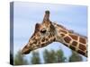 Reticulated Giraffe (Giraffa Camelopardalis Reticulata), Captive, Native to East Africa, Africa-Steve & Ann Toon-Stretched Canvas