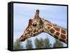 Reticulated Giraffe (Giraffa Camelopardalis Reticulata), Captive, Native to East Africa, Africa-Steve & Ann Toon-Framed Stretched Canvas