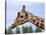 Reticulated Giraffe (Giraffa Camelopardalis Reticulata), Captive, Native to East Africa, Africa-Steve & Ann Toon-Stretched Canvas