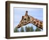 Reticulated Giraffe (Giraffa Camelopardalis Reticulata), Captive, Native to East Africa, Africa-Steve & Ann Toon-Framed Photographic Print