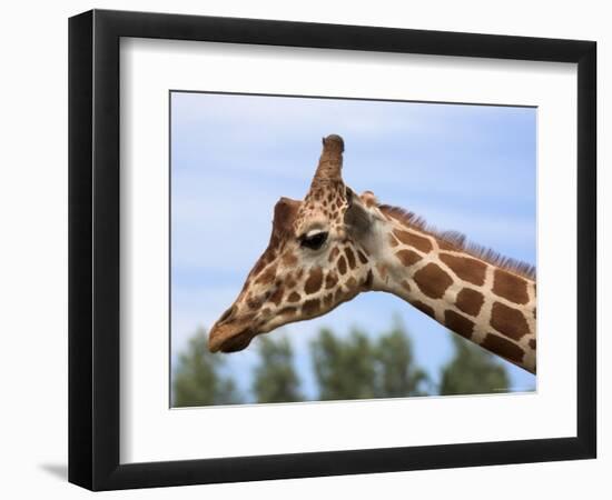 Reticulated Giraffe (Giraffa Camelopardalis Reticulata), Captive, Native to East Africa, Africa-Steve & Ann Toon-Framed Photographic Print