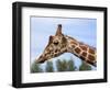 Reticulated Giraffe (Giraffa Camelopardalis Reticulata), Captive, Native to East Africa, Africa-Steve & Ann Toon-Framed Photographic Print