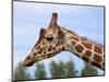 Reticulated Giraffe (Giraffa Camelopardalis Reticulata), Captive, Native to East Africa, Africa-Steve & Ann Toon-Mounted Photographic Print