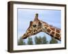 Reticulated Giraffe (Giraffa Camelopardalis Reticulata), Captive, Native to East Africa, Africa-Steve & Ann Toon-Framed Photographic Print