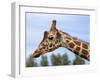 Reticulated Giraffe (Giraffa Camelopardalis Reticulata), Captive, Native to East Africa, Africa-Steve & Ann Toon-Framed Photographic Print