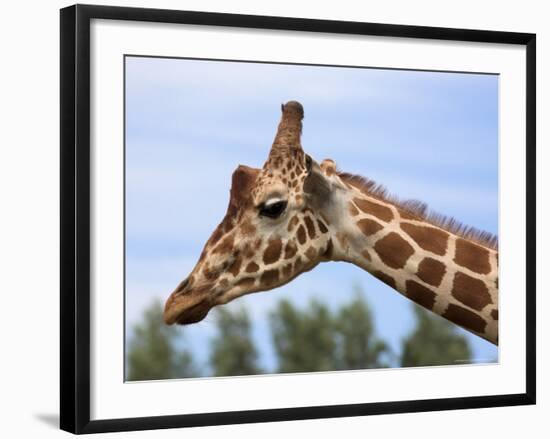 Reticulated Giraffe (Giraffa Camelopardalis Reticulata), Captive, Native to East Africa, Africa-Steve & Ann Toon-Framed Photographic Print