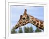 Reticulated Giraffe (Giraffa Camelopardalis Reticulata), Captive, Native to East Africa, Africa-Steve & Ann Toon-Framed Photographic Print