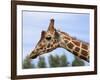 Reticulated Giraffe (Giraffa Camelopardalis Reticulata), Captive, Native to East Africa, Africa-Steve & Ann Toon-Framed Photographic Print