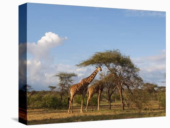 Reticulated Giraffe (Giraffa Camelopardalis Reticulata), Samburu National Park, Kenya, East Africa-Sergio Pitamitz-Stretched Canvas