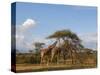 Reticulated Giraffe (Giraffa Camelopardalis Reticulata), Samburu National Park, Kenya, East Africa-Sergio Pitamitz-Stretched Canvas