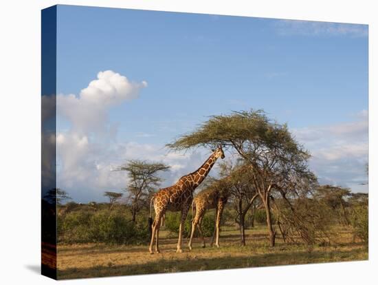 Reticulated Giraffe (Giraffa Camelopardalis Reticulata), Samburu National Park, Kenya, East Africa-Sergio Pitamitz-Stretched Canvas