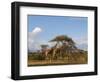 Reticulated Giraffe (Giraffa Camelopardalis Reticulata), Samburu National Park, Kenya, East Africa-Sergio Pitamitz-Framed Photographic Print