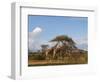 Reticulated Giraffe (Giraffa Camelopardalis Reticulata), Samburu National Park, Kenya, East Africa-Sergio Pitamitz-Framed Photographic Print