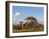 Reticulated Giraffe (Giraffa Camelopardalis Reticulata), Samburu National Park, Kenya, East Africa-Sergio Pitamitz-Framed Photographic Print