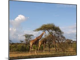 Reticulated Giraffe (Giraffa Camelopardalis Reticulata), Samburu National Park, Kenya, East Africa-Sergio Pitamitz-Mounted Photographic Print