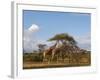 Reticulated Giraffe (Giraffa Camelopardalis Reticulata), Samburu National Park, Kenya, East Africa-Sergio Pitamitz-Framed Photographic Print