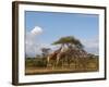 Reticulated Giraffe (Giraffa Camelopardalis Reticulata), Samburu National Park, Kenya, East Africa-Sergio Pitamitz-Framed Photographic Print