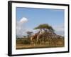 Reticulated Giraffe (Giraffa Camelopardalis Reticulata), Samburu National Park, Kenya, East Africa-Sergio Pitamitz-Framed Photographic Print