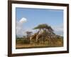 Reticulated Giraffe (Giraffa Camelopardalis Reticulata), Samburu National Park, Kenya, East Africa-Sergio Pitamitz-Framed Photographic Print