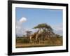 Reticulated Giraffe (Giraffa Camelopardalis Reticulata), Samburu National Park, Kenya, East Africa-Sergio Pitamitz-Framed Photographic Print