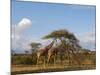 Reticulated Giraffe (Giraffa Camelopardalis Reticulata), Samburu National Park, Kenya, East Africa-Sergio Pitamitz-Mounted Photographic Print