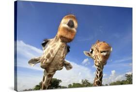 Reticulated Giraffe (Giraffa camelopardalis reticulata) two adults, close-up of heads, captive-Jurgen & Christine Sohns-Stretched Canvas