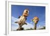 Reticulated Giraffe (Giraffa camelopardalis reticulata) two adults, close-up of heads, captive-Jurgen & Christine Sohns-Framed Photographic Print