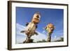 Reticulated Giraffe (Giraffa camelopardalis reticulata) two adults, close-up of heads, captive-Jurgen & Christine Sohns-Framed Photographic Print