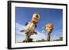 Reticulated Giraffe (Giraffa camelopardalis reticulata) two adults, close-up of heads, captive-Jurgen & Christine Sohns-Framed Photographic Print