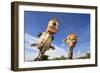 Reticulated Giraffe (Giraffa camelopardalis reticulata) two adults, close-up of heads, captive-Jurgen & Christine Sohns-Framed Photographic Print