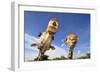 Reticulated Giraffe (Giraffa camelopardalis reticulata) two adults, close-up of heads, captive-Jurgen & Christine Sohns-Framed Photographic Print