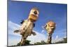 Reticulated Giraffe (Giraffa camelopardalis reticulata) two adults, close-up of heads, captive-Jurgen & Christine Sohns-Mounted Photographic Print