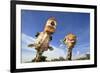 Reticulated Giraffe (Giraffa camelopardalis reticulata) two adults, close-up of heads, captive-Jurgen & Christine Sohns-Framed Photographic Print