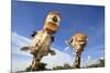 Reticulated Giraffe (Giraffa camelopardalis reticulata) two adults, close-up of heads, captive-Jurgen & Christine Sohns-Mounted Photographic Print