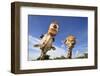 Reticulated Giraffe (Giraffa camelopardalis reticulata) two adults, close-up of heads, captive-Jurgen & Christine Sohns-Framed Photographic Print