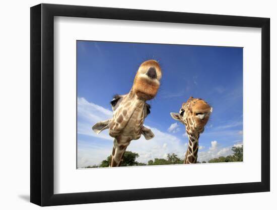 Reticulated Giraffe (Giraffa camelopardalis reticulata) two adults, close-up of heads, captive-Jurgen & Christine Sohns-Framed Photographic Print