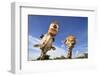 Reticulated Giraffe (Giraffa camelopardalis reticulata) two adults, close-up of heads, captive-Jurgen & Christine Sohns-Framed Photographic Print