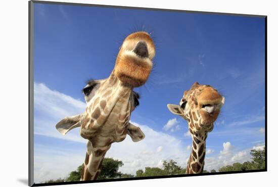 Reticulated Giraffe (Giraffa camelopardalis reticulata) two adults, close-up of heads, captive-Jurgen & Christine Sohns-Mounted Photographic Print