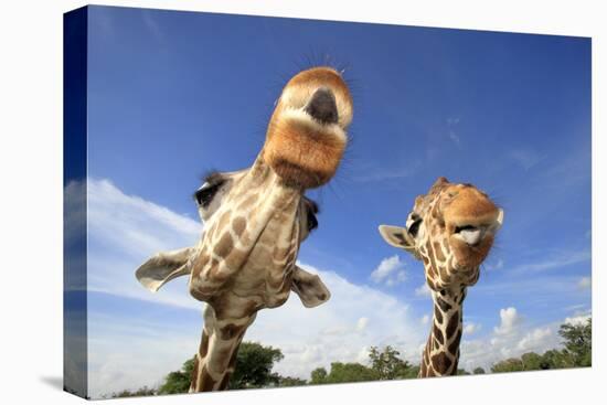 Reticulated Giraffe (Giraffa camelopardalis reticulata) two adults, close-up of heads, captive-Jurgen & Christine Sohns-Stretched Canvas