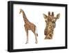 Reticulated Giraffe (Giraffa Reticulata), Mammals-Encyclopaedia Britannica-Framed Poster