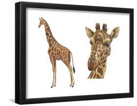 Reticulated Giraffe (Giraffa Reticulata), Mammals-Encyclopaedia Britannica-Framed Poster