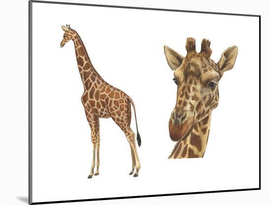 Reticulated Giraffe (Giraffa Reticulata), Mammals-Encyclopaedia Britannica-Mounted Poster