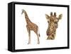 Reticulated Giraffe (Giraffa Reticulata), Mammals-Encyclopaedia Britannica-Framed Stretched Canvas