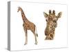 Reticulated Giraffe (Giraffa Reticulata), Mammals-Encyclopaedia Britannica-Stretched Canvas