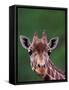 Reticulated Giraffe, Impala Ranch, Kenya-Gavriel Jecan-Framed Stretched Canvas