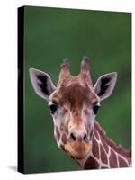 Reticulated Giraffe, Impala Ranch, Kenya-Gavriel Jecan-Stretched Canvas