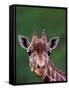 Reticulated Giraffe, Impala Ranch, Kenya-Gavriel Jecan-Framed Stretched Canvas