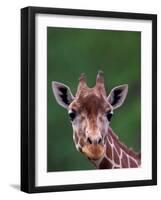 Reticulated Giraffe, Impala Ranch, Kenya-Gavriel Jecan-Framed Photographic Print